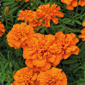 Тагетес отклоненный Super Hero Deep Orange